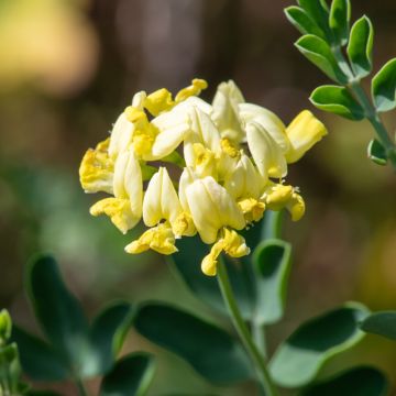 Nivelvirna Citrina