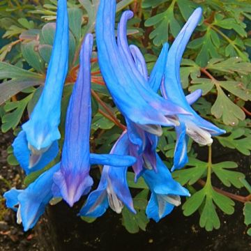 Safiirikiurunkannus - Corydalis flexuosa