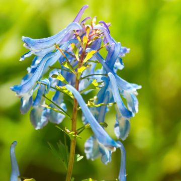 Kiurunkannus - Corydalis elata