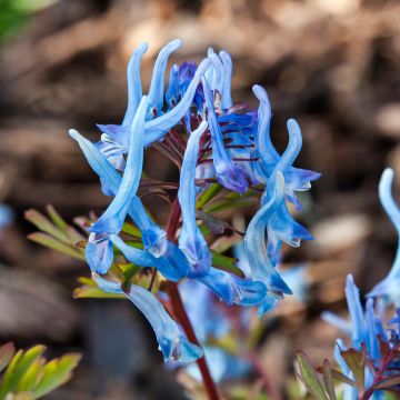 Safiirikiurunkannus China Blue