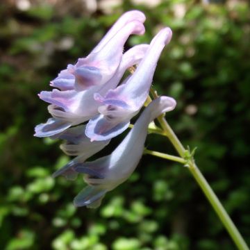Kiurunkannus - Corydalis linstowiana