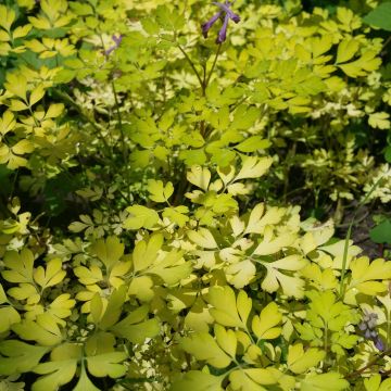 Kiurunkannus Berry Exciting