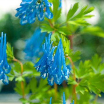 Kiurunkannus Craigton Blue