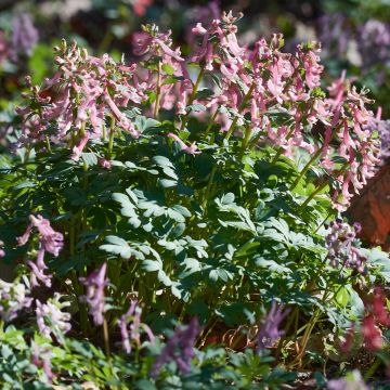 Pystykiurunkannus - Corydalis solida ssp. solida