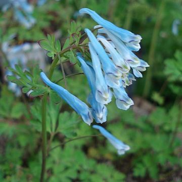 Safiirikiurunkannus Blue Panda