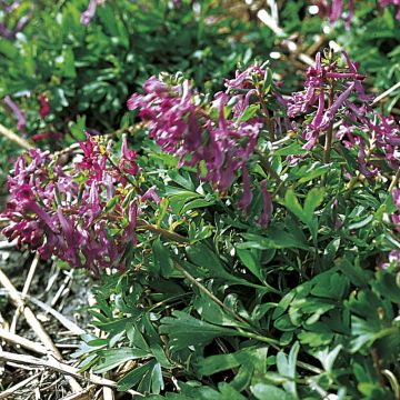 Nuokkukiurunkannus - Corydalis pumila