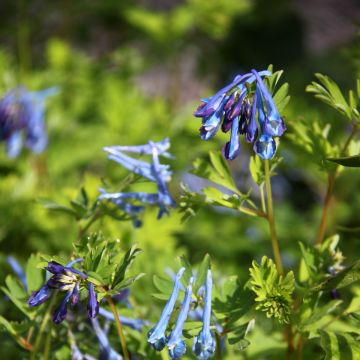Kiurunkannus Blue Summit