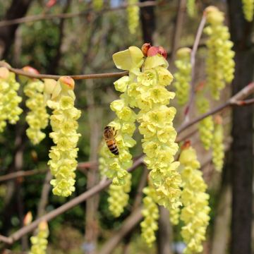 Faux noisetier var. sinensis