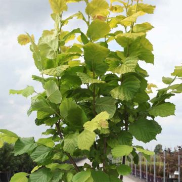Pähkinäpensas Aurea
