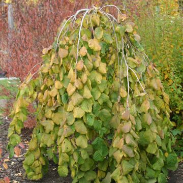 Pähkinäpensas Pendula