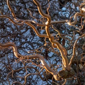 Pähkinäpensas Medusa