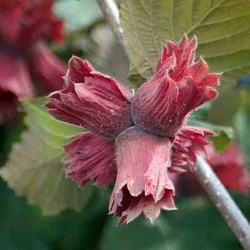 Isopähkinäpensas Juningia