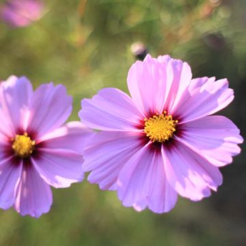 Kosmoskukka Sensation Radiance (siemenet)