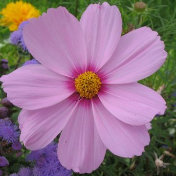 Kosmoskukka Sonata Pink Blush