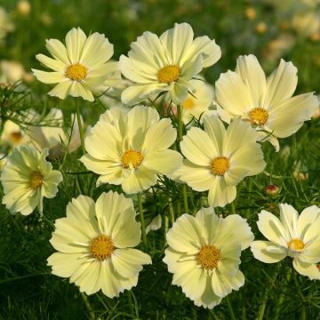 Kosmoskukka Xanthos