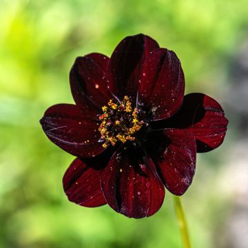Suklaakosmos Mexican Black