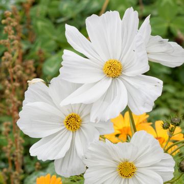 Kosmoskukka Sonata White