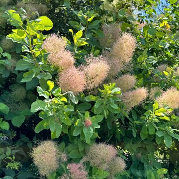Peruukkipensas - Cotinus coggygria