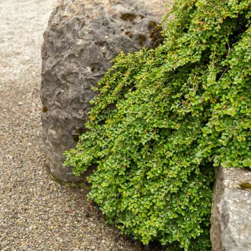 Lamotuhkapensas - Cotoneaster adpressus