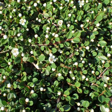 Tuhkapensaa - Cotoneaster congestus