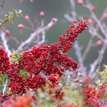 Suikerotuhkapensas - Cotoneaster dammeri
