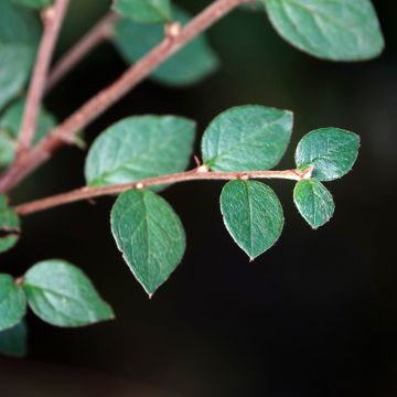 Kaarituhkapensas - Cotoneaster dielsianus var. elegans