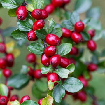 Harotuhkapensas - Cotoneaster divaricatus