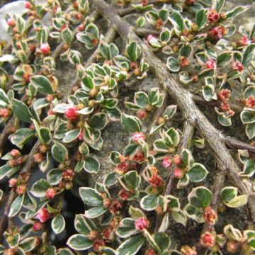 Sulkatuhkapensas Variegatus