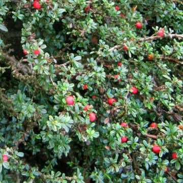 Tuhkapensaa - Cotoneaster integrifolius