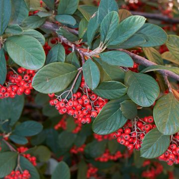 Tuhkapensaa - Cotoneaster lacteus