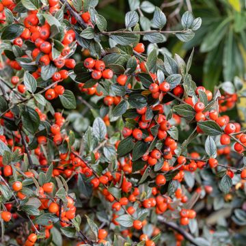 Sikkimintuhkapensas - Cotoneaster simonsii