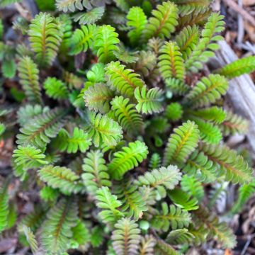 Peittosaumayrtti - Leptinella squalida