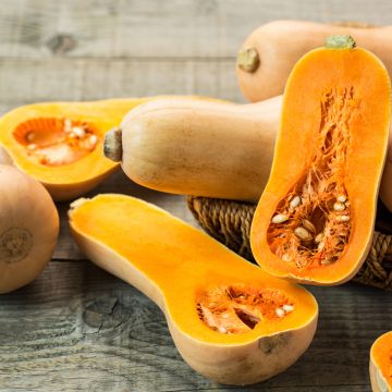 Myskikurpitsa Butternut luomu