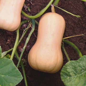 Myskikurpitsa Butternut Havana F1