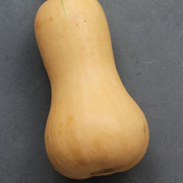 Myskikurpitsa Butternut Hunter F1