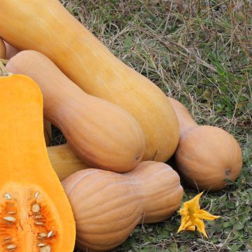 Myskikurpitsa Waltham Butternut