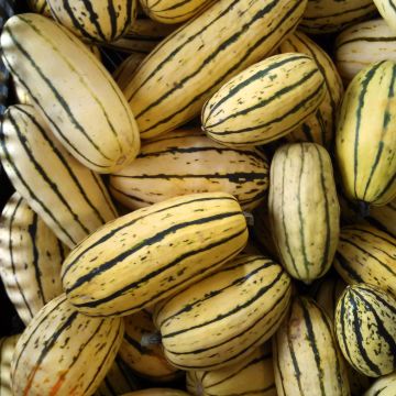 Talvikurpitsa Sweet Potato