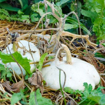 Kiekkokurpitsa valkoinen luomu - Ferme de Sainte Marthe