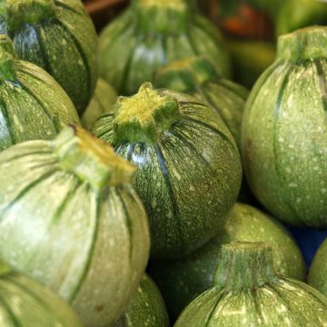 Kesäkurpitsa Ronde de Nice - Vilmorin