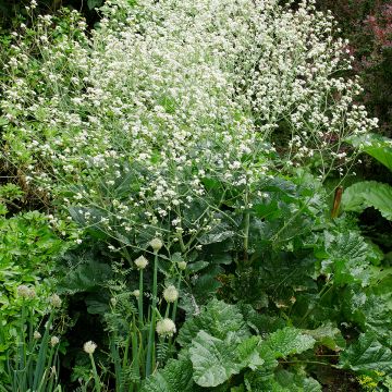 Herttamerikaali - Crambe cordifolia