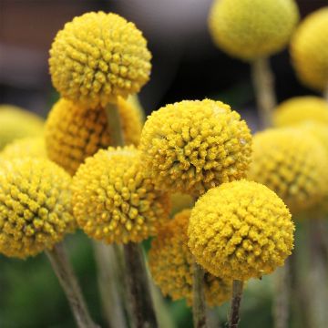 Kultahehku - Craspedia globosa