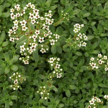 Pauniko - Crassula exilis subsp. sedifolia