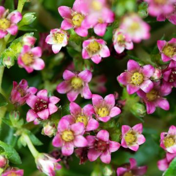 Pauniko - Crassula exilis subsp. schmidtii