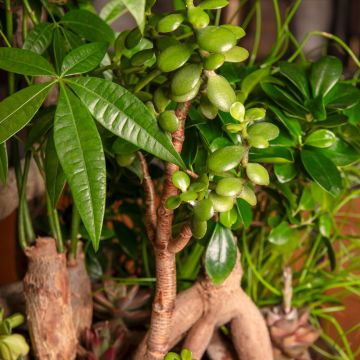 Rahapuu - Crassula ovata