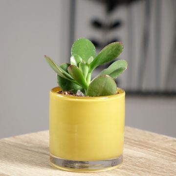 Rahapuu - Crassula ovata