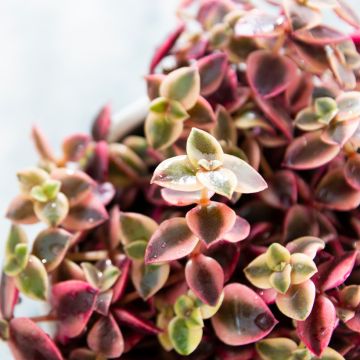 Pauniko - Crassula pellucida subsp. marginalis
