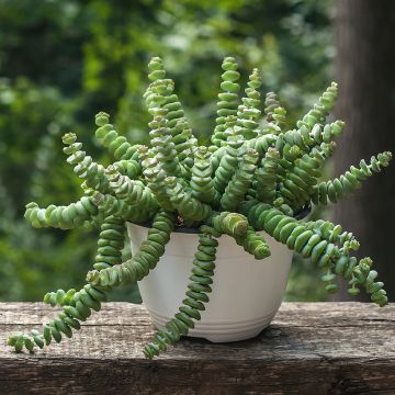 Kauluspaunikko - Crassula perforata