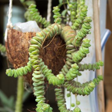 Pauniko - Crassula rupestris subsp. marnieriana