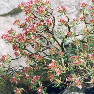 Pauniko - Crassula sarcocaulis