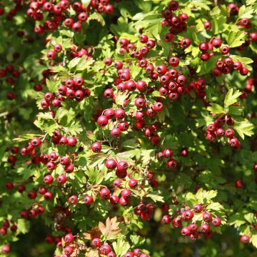 Etelänorapihlaja - Crataegus azarolus